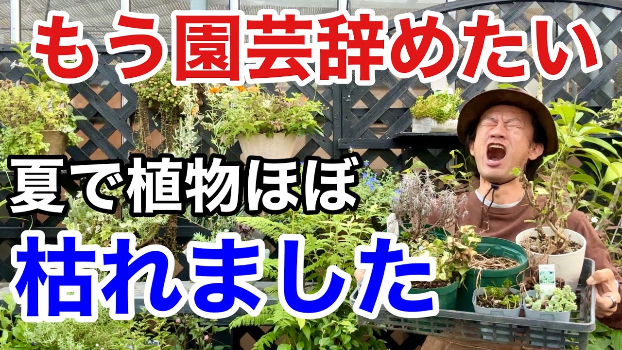 【今すぐ確認】実はまだ救う手段があります　　　【カーメン君】【園芸】【ガーデニング】【初心者】