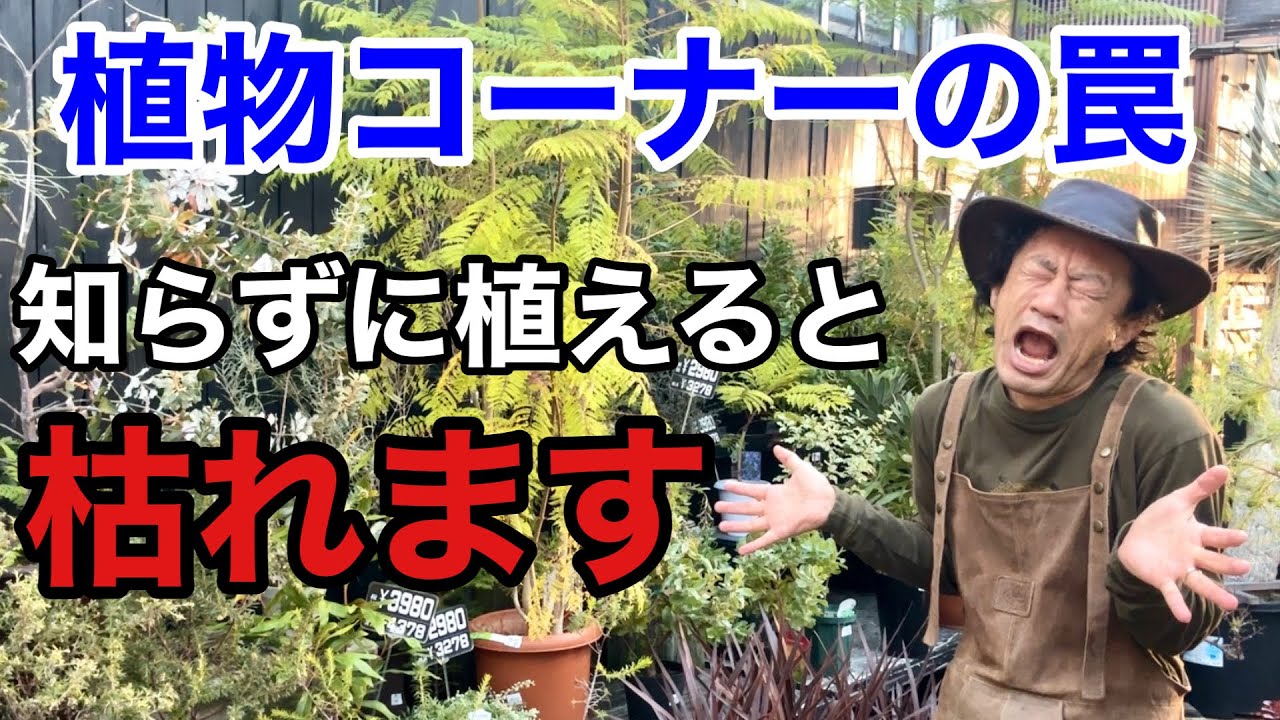 【紛れ込む】オージープランツを絶対枯らさない育て方のコツ教えます　　　　【カーメン君】【園芸】【ガーデニング】【初心者】