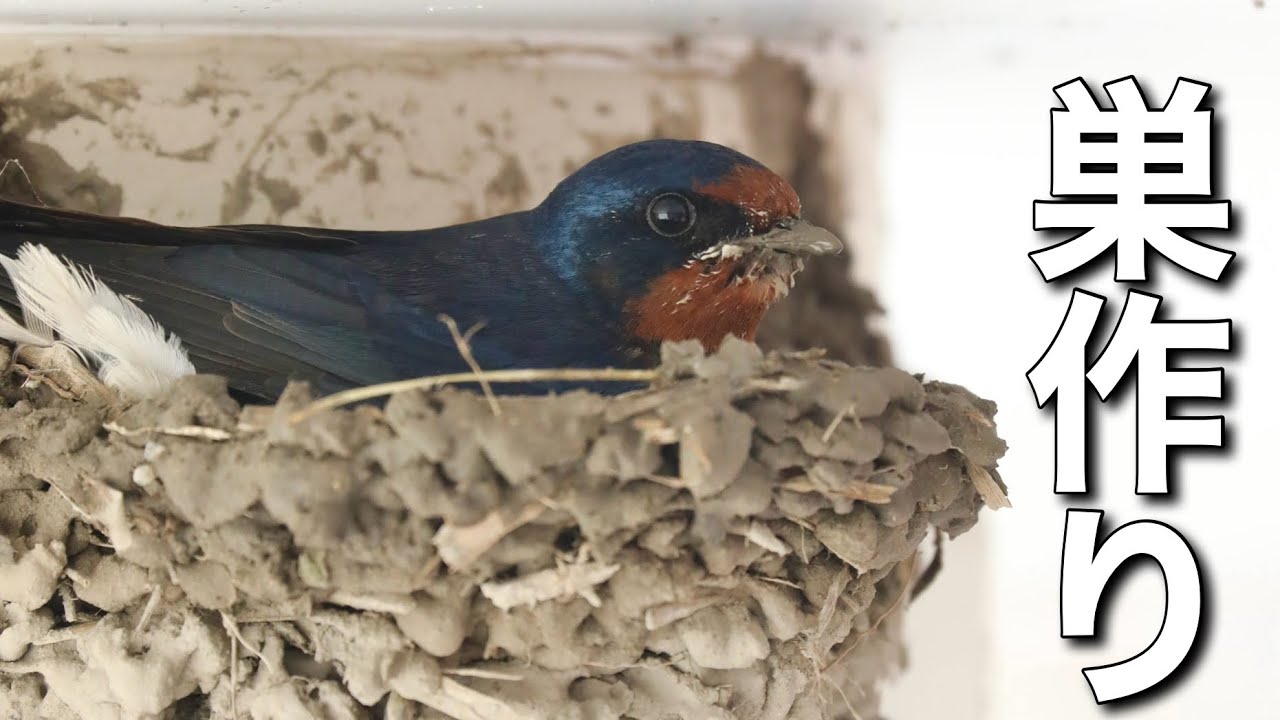 ツバメが爬虫類館に巣を作りました