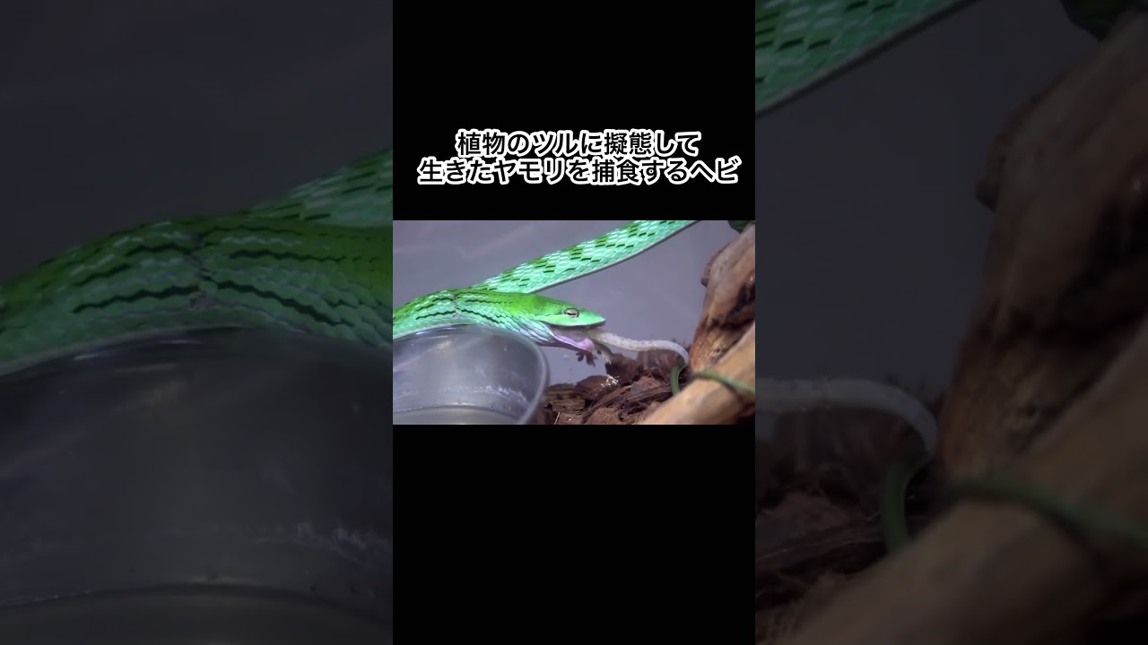 植物のツルに擬態して生きたヤモリを捕食するヘビ #shorts