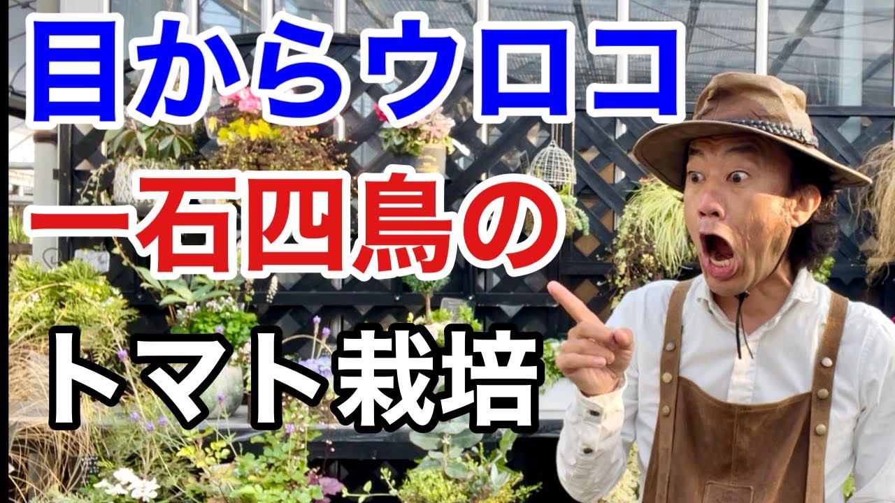 【無農薬栽培】これからのトマト栽培に必ず必要になる知識です　　　　　【カーメン君】【ガーデニング】【園芸】【初心者】【コンパニオンプランツ】