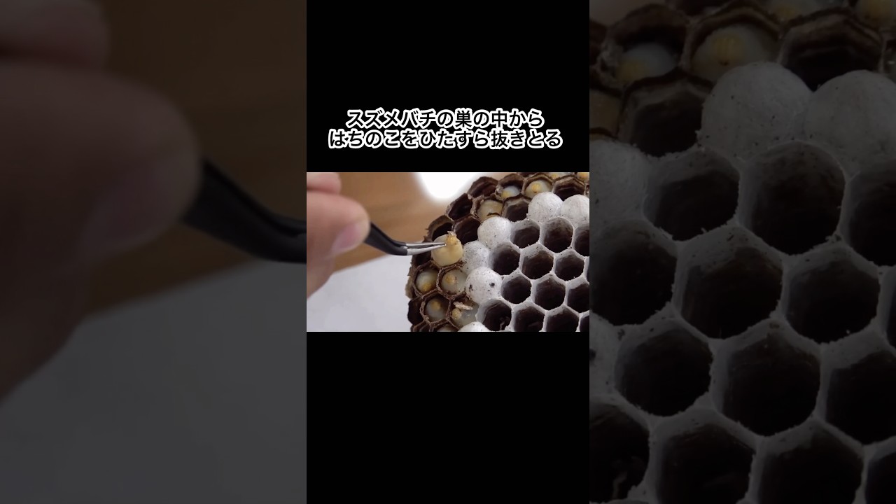 スズメバチの巣の中からはちのこをひたすら抜き取る　#shorts