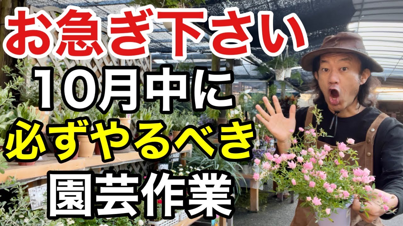 【手遅れになる前に】10月から手入れの仕方が変わります　　　　　【カーメン君】【園芸】【ガーデニング】【初心者】