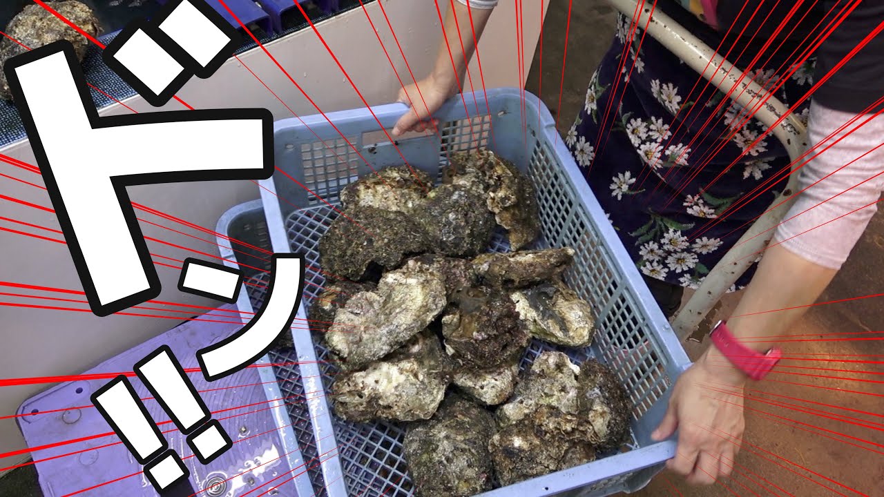 もう。お別れですね。また来年会いましょう。。。。カキさん。