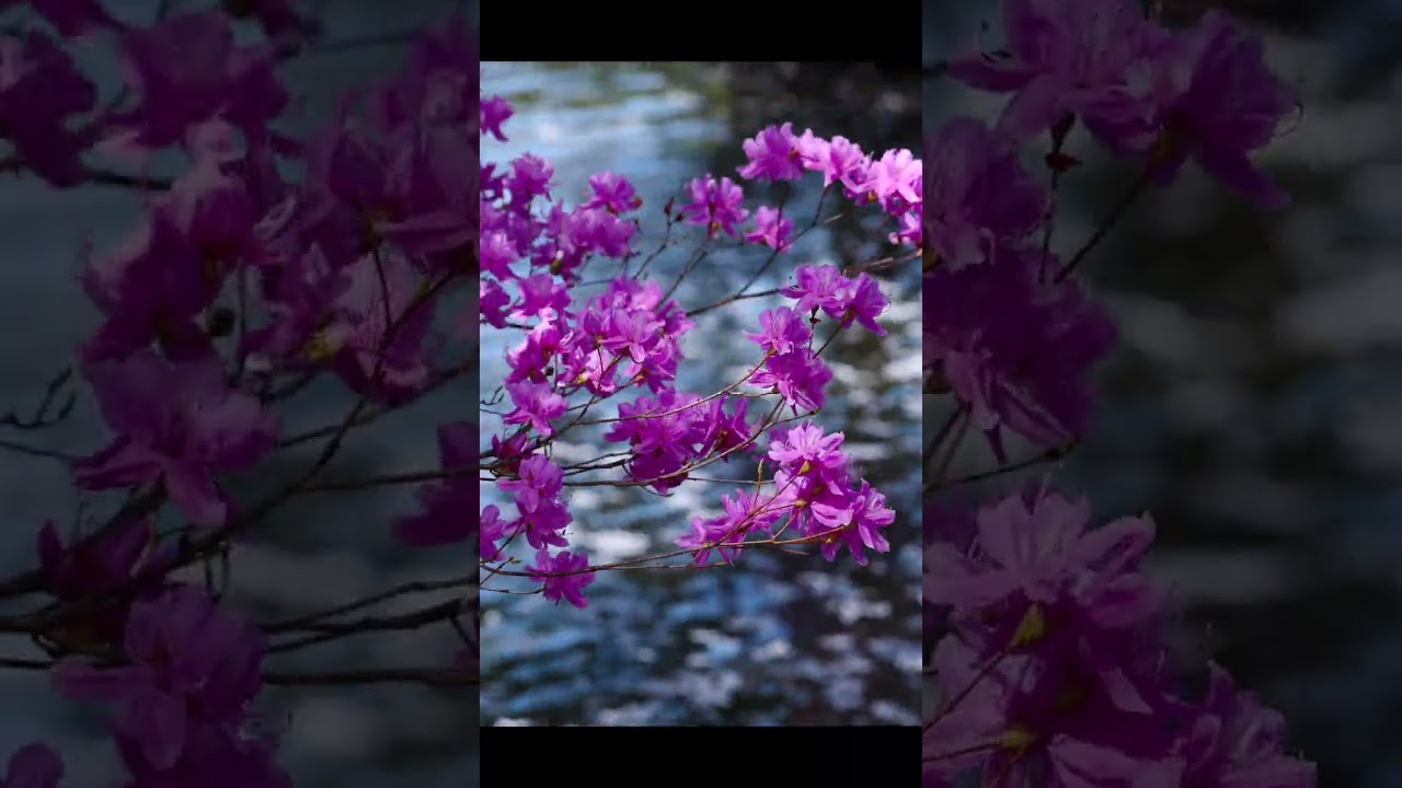 ここは桃源郷か… #shorts