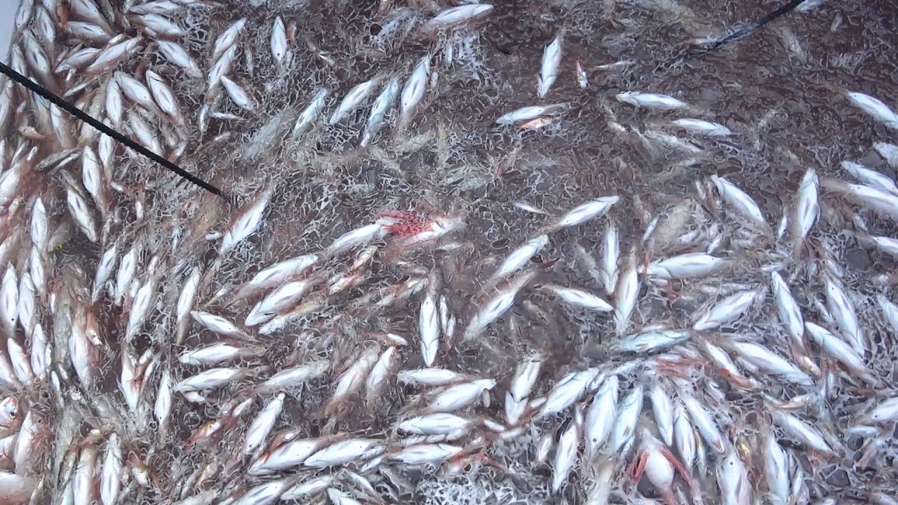 【希少映像】定置網の中をカメラでのぞいたらとんでもない光景が広がっていた！