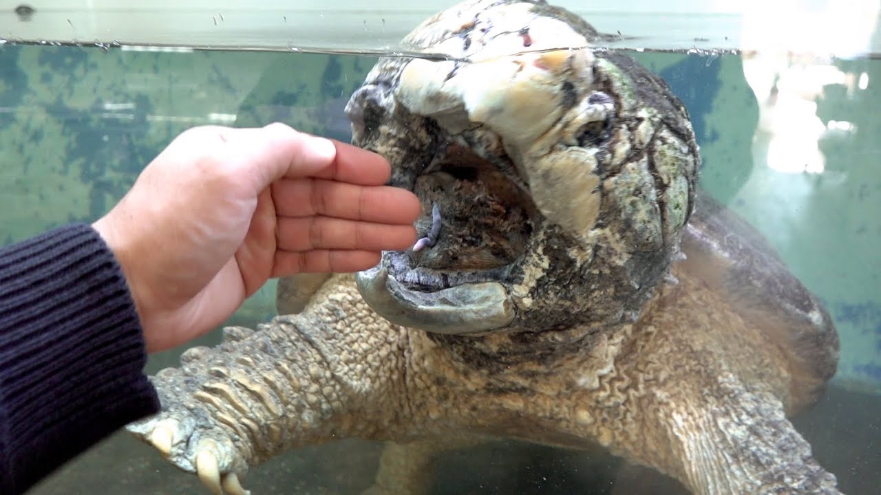 食欲が爆発したワニガメがヤバ過ぎる