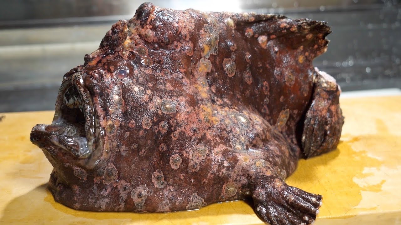 巨大【カエルアンコウ】をさばいてみた。