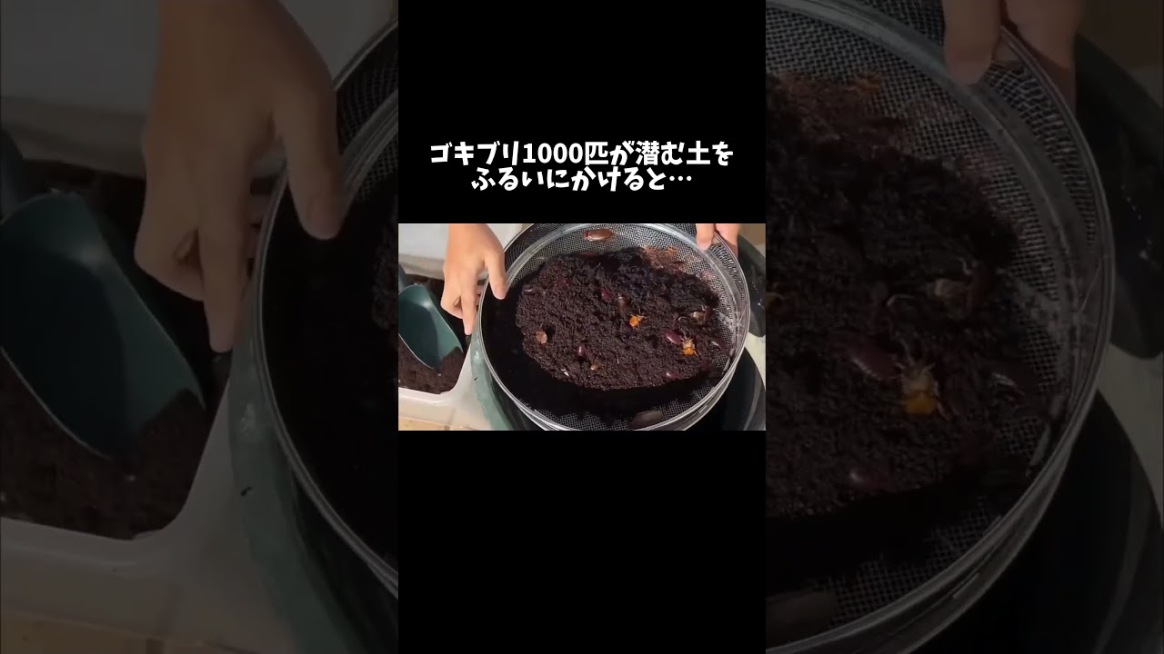 ゴキブリ1000匹が潜む土をふるいにかけると… #shorts #閲覧注意