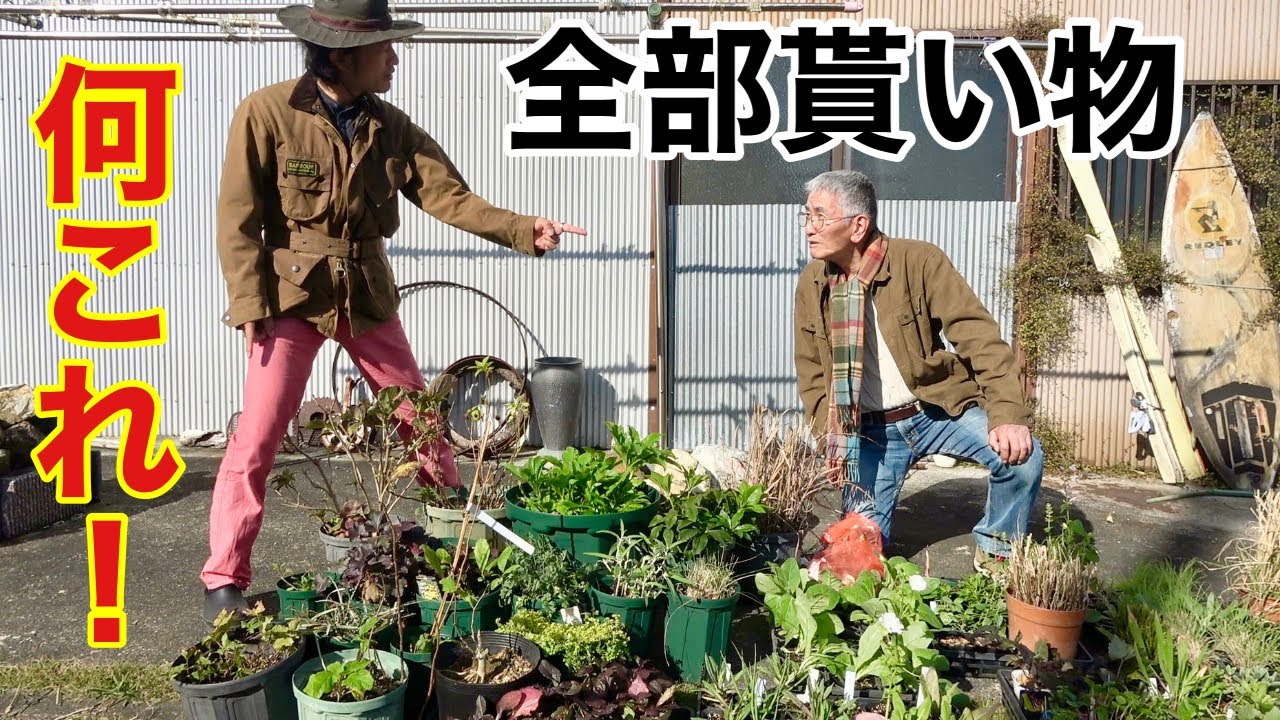 総額３００００円分の苗もらいました。　【カーメン君】【園芸】【ガーデニング】【初心者】【修リフォーム4】