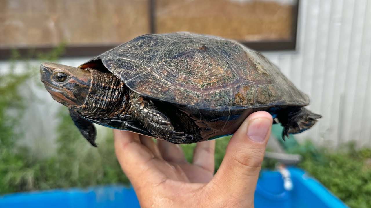 変わったカメを引き取りました