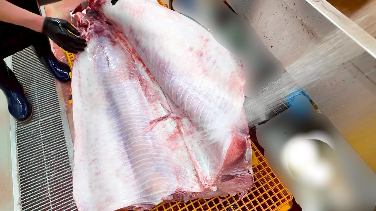 【過去最大級？！】とんでもない魚入荷しました…