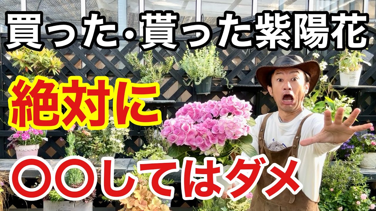 【一晩で枯れる】紫陽花の失敗しない管理方法教えます　　　　　　　　【カーメン君】【園芸】【ガーデニング】【初心者】