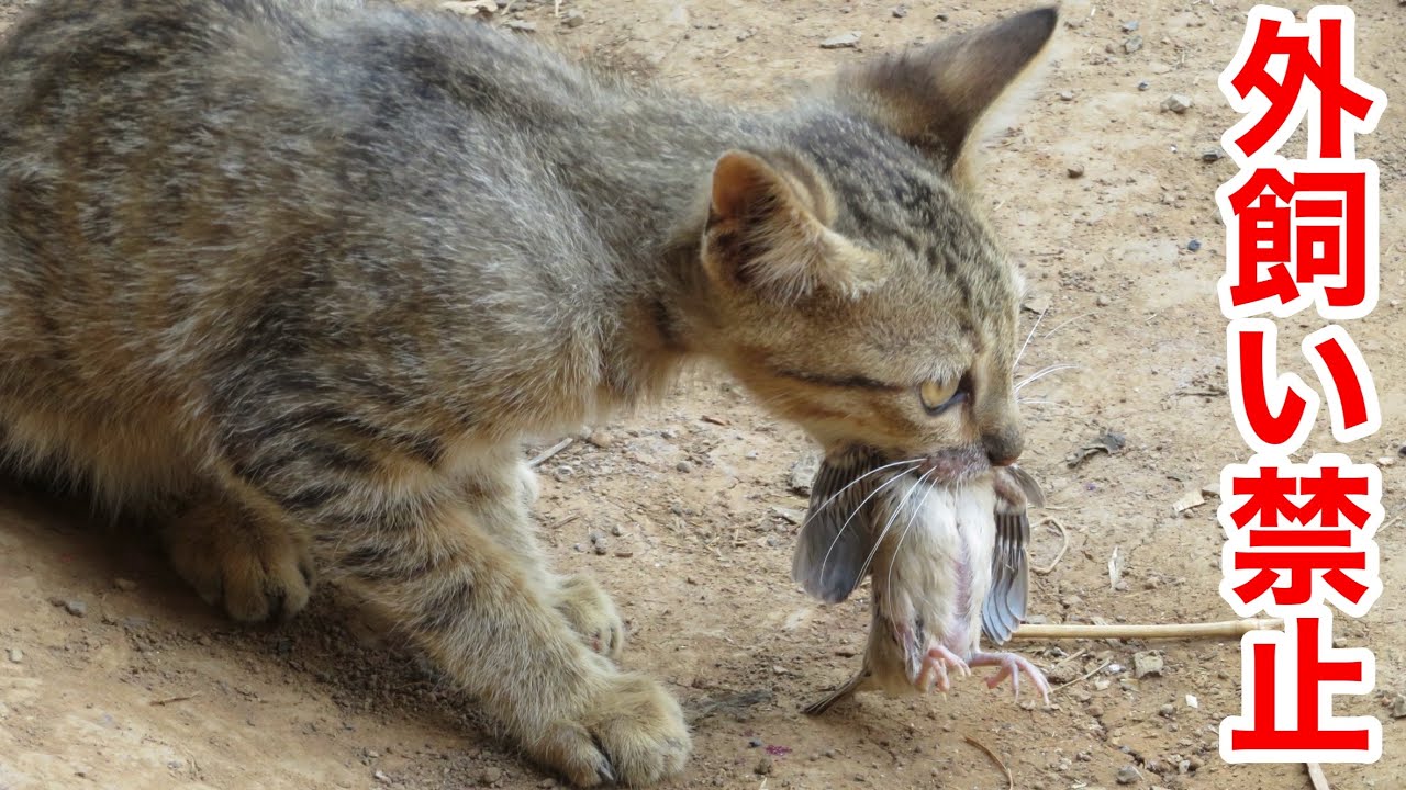 猫の外飼いは法律で禁止しよう