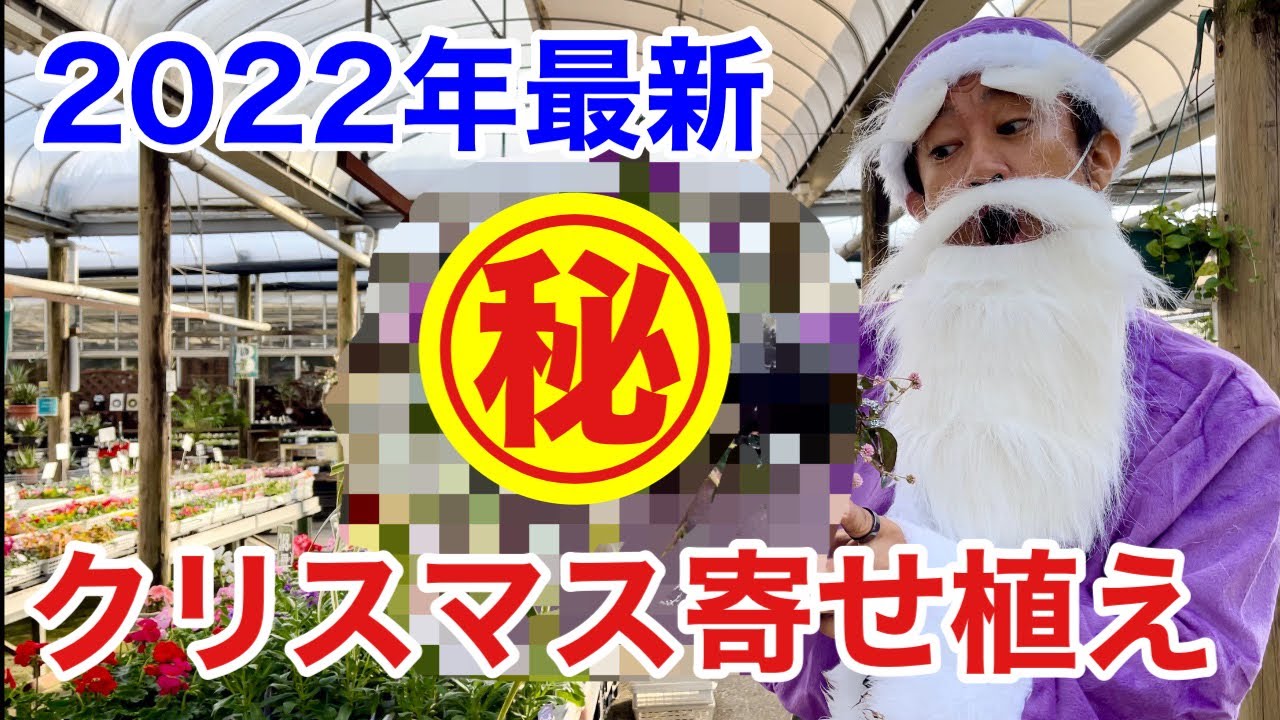 【プレゼント動画】今年の最新トレンドは間違いなくこれです！　　【カーメン君】【園芸】【クリスマス】