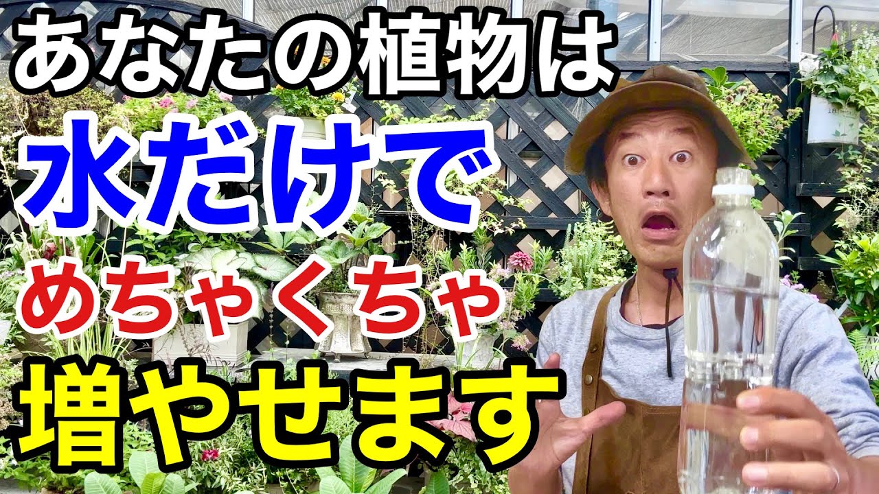 【発根率倍】水を使った植物の増やし方教えます　　　【カーメン君】【園芸】【ガーデニング】【水挿し】