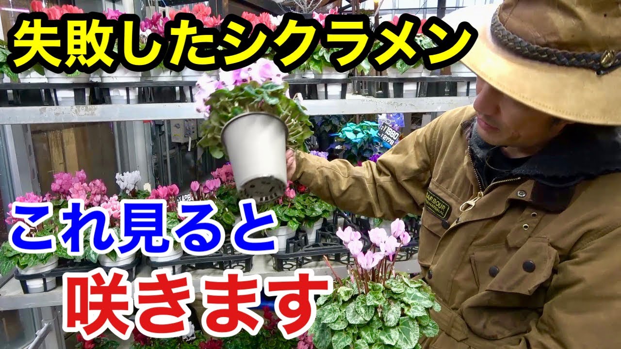 初心者がシクラメンを長く咲かせる方法教えます　　　【カーメン君】【園芸】【ガーデニング】