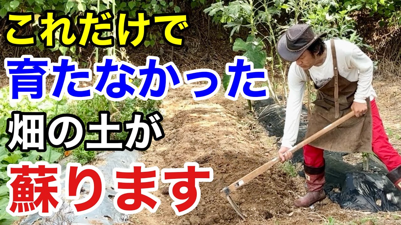 【目からウロコ】夏の土壌改良は土を一瞬でふかふかにしてくれます　　　　　　　　　【カーメン君】【園芸】【ガーデニング】【太陽光熱処理】
