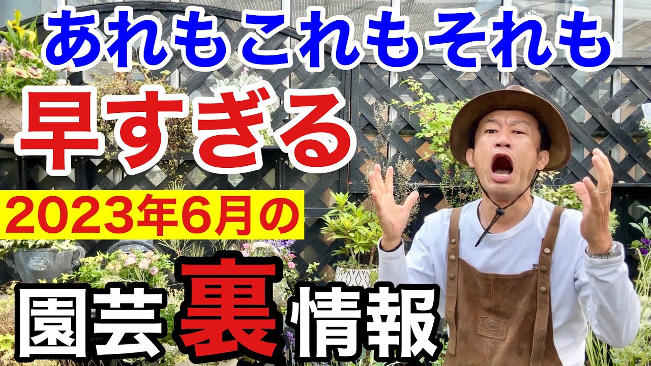 【元店長がばらす】2023年6月買って得する物、損する物教えます　　　【カーメン君】【園芸】【ガーデニング】【初心者】