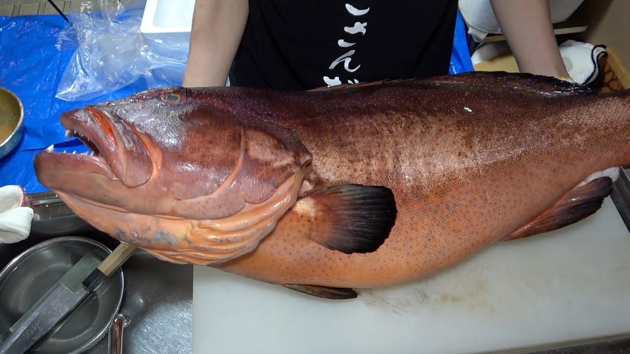 【無修正】なにを食べたらここまでデカくなる？肉食の巨大魚を狭い台所で解体。