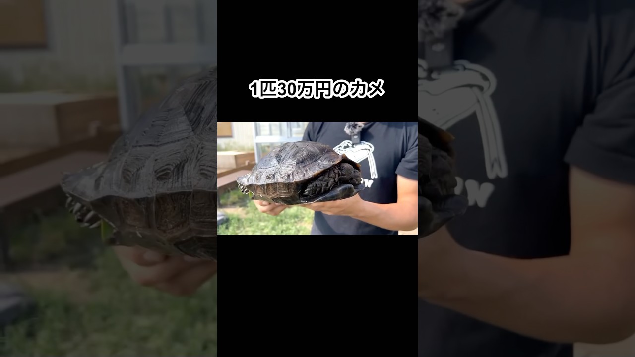 1匹30万円のカメを買ってきました　#shorts