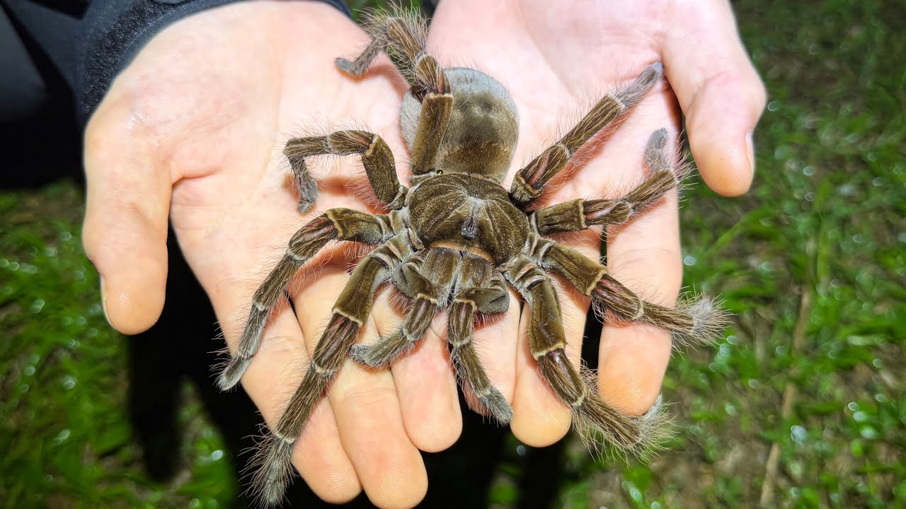 南米の森で"世界最大のクモ"ゴライアスバードイーターを捕獲！