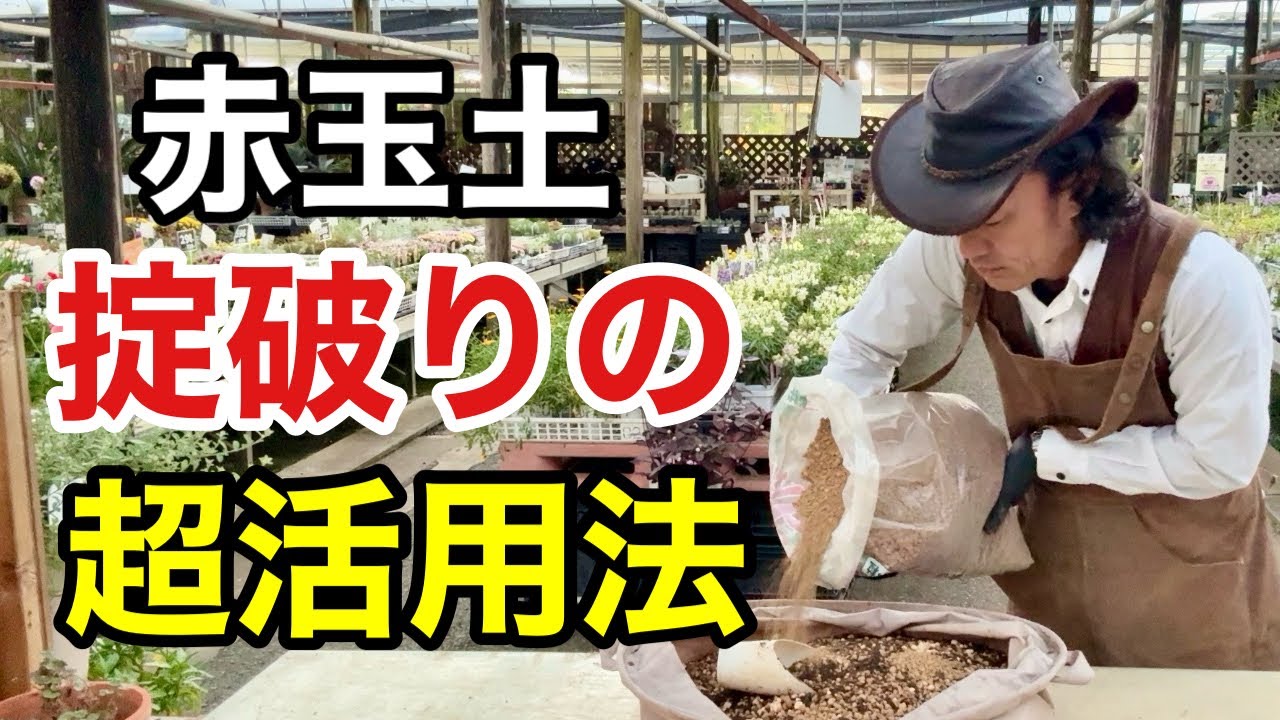 【常識が変わる】赤玉土の使い方が今日からガラリと変わります。　【カーメン君】【園芸】【ガーデニング】【初心者】