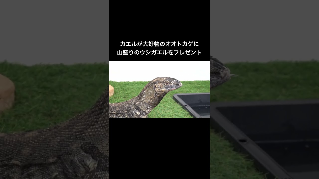 オオトカゲに大好物のカエルを山盛りプレゼント！ #shorts