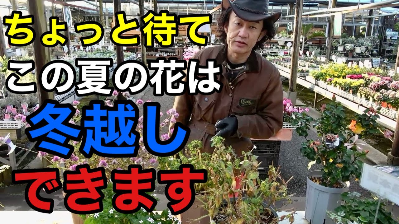 【冬越しのコツ】早まるな夏の花はまだ捨てないで下さい　　【カーメン君】【園芸】【防寒対策】