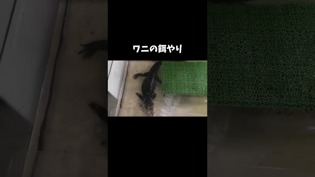 ワニの餌やり #shorts