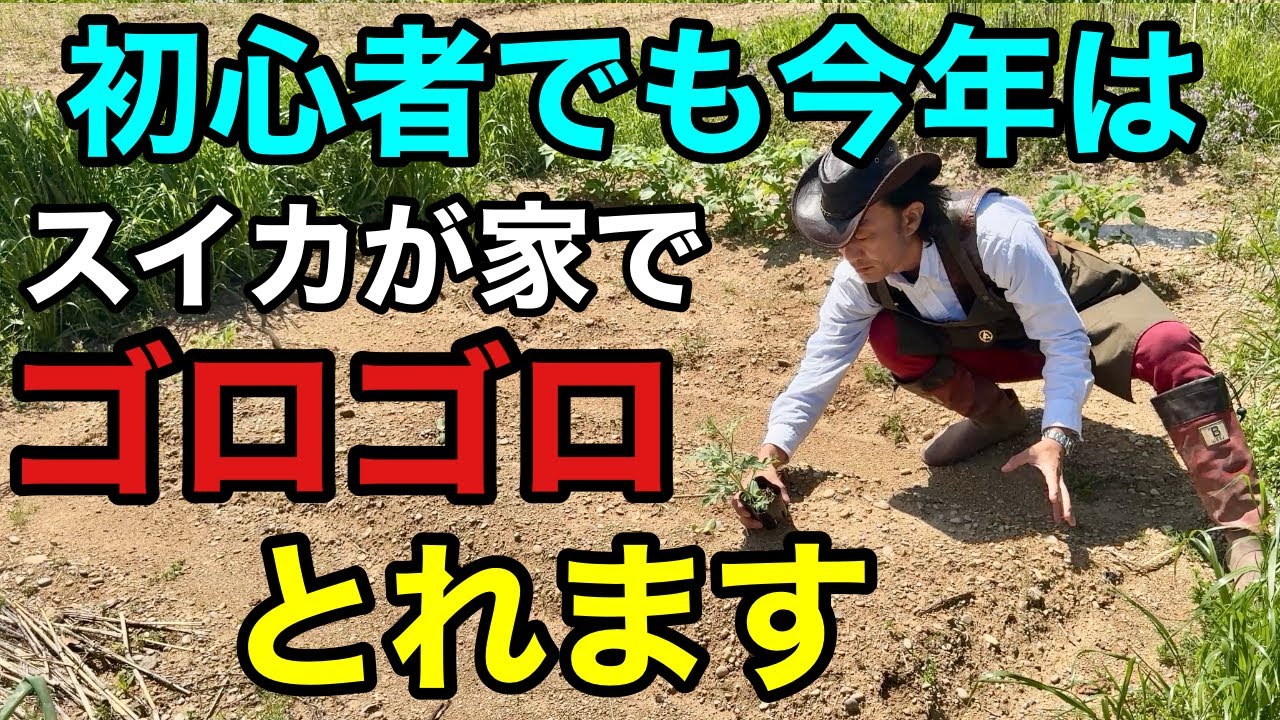 【スイカ革命】たったこれだけで手軽にスイカが収穫できます　　　　【家庭菜園】【花の大和】