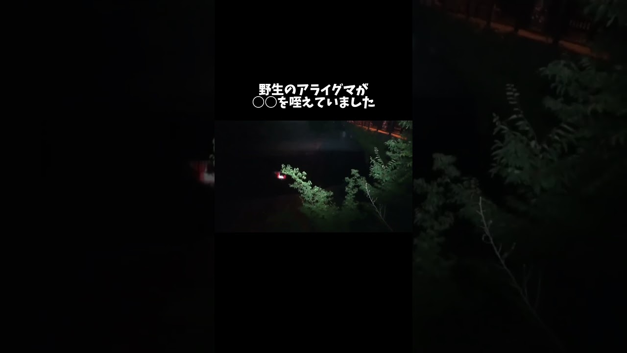 野生のアライグマが咥えていたものとは…？！ #shorts