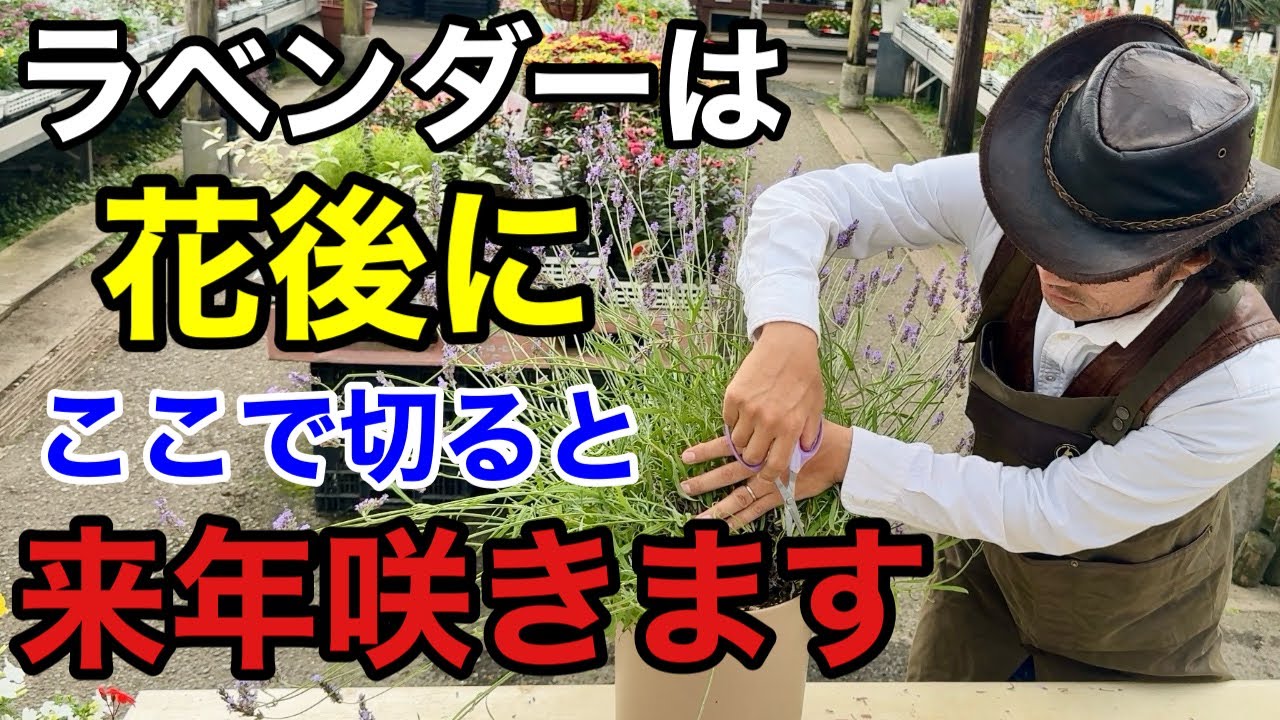 失敗しないラベンダーの花後の管理教えます　　　【カーメン君】【剪定】【ガーデニング】【初心者】