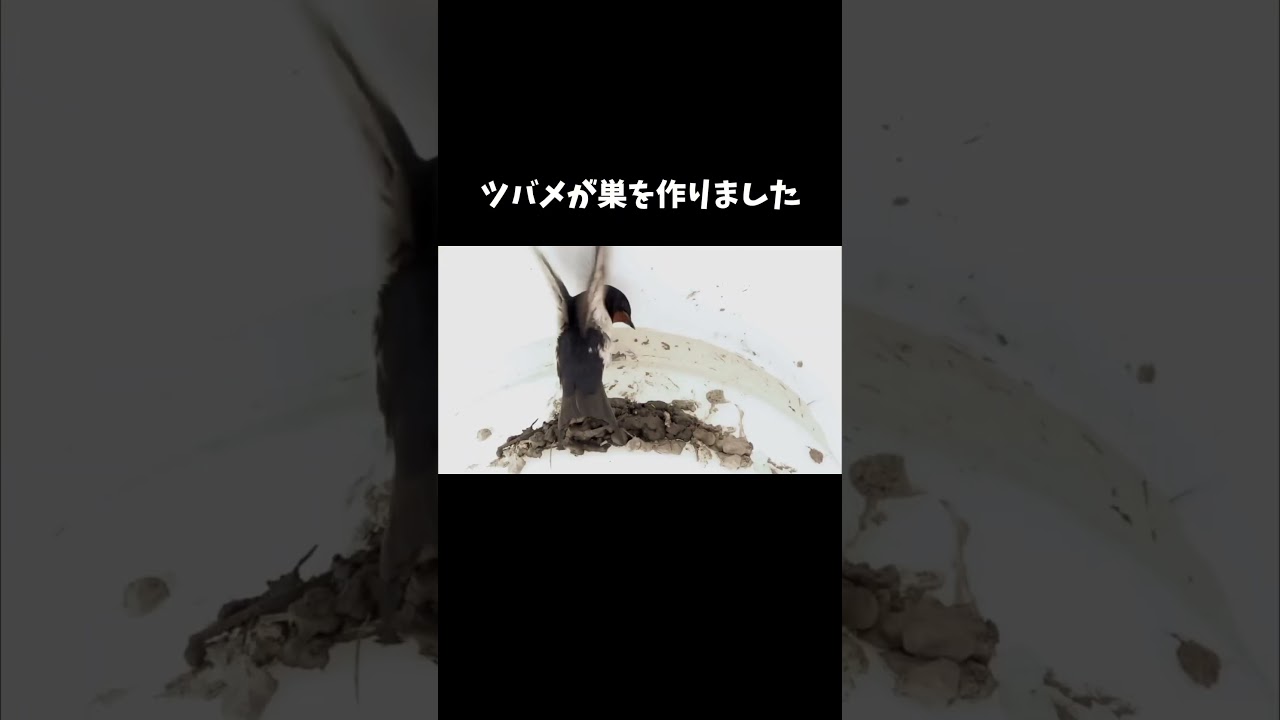 ツバメが巣を作りました #shorts