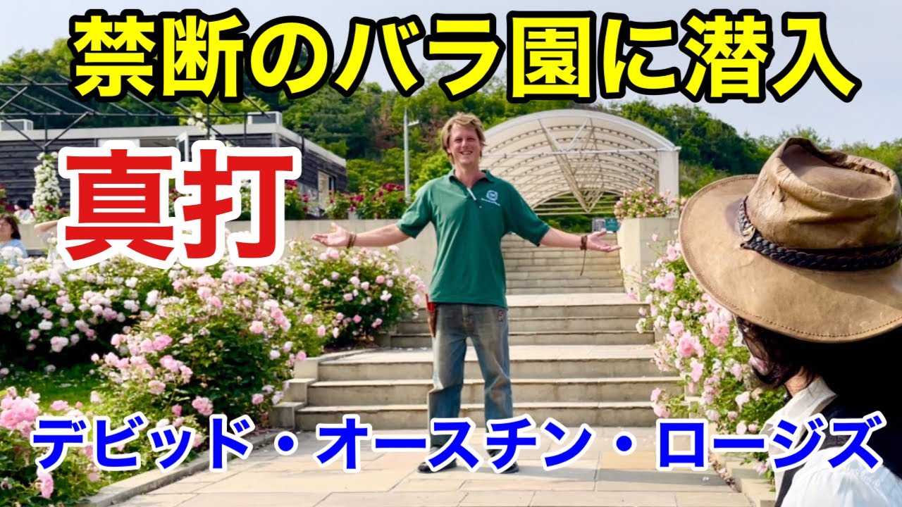【みんな知らない】語られない本当のイングリッシュローズ公開します　　　　　　【カーメン君】【園芸】【ガーデニング】【デビッドオースチン】