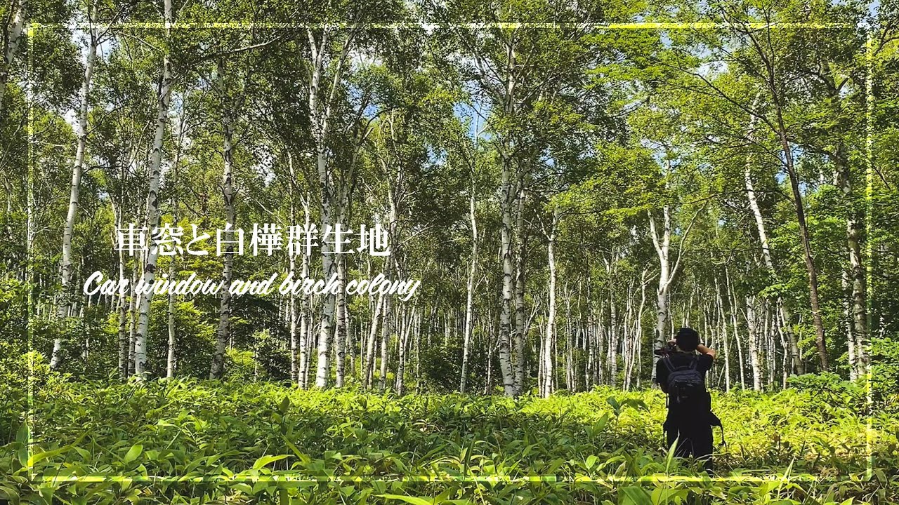 【長野】湖畔と白樺群生地のハイキング - メルヘン街道の車窓 | 御射鹿池 | 写真旅Vlog