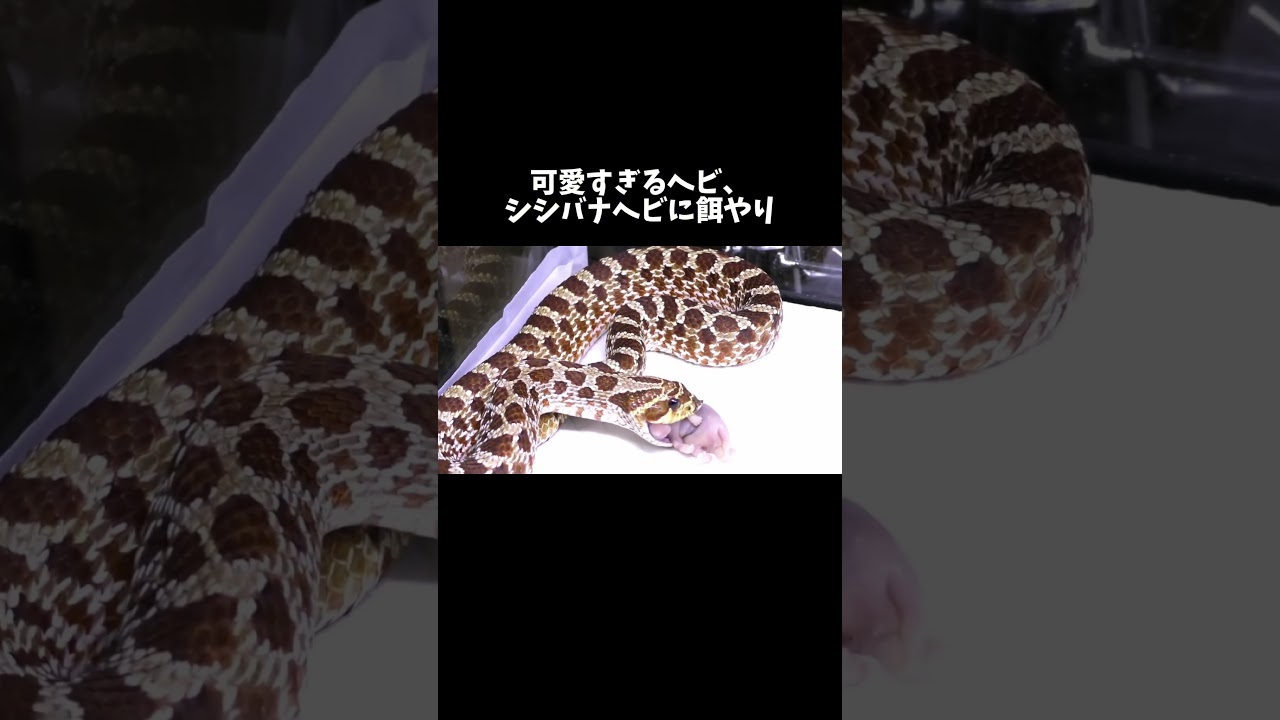 可愛すぎるヘビ、シシバナヘビに餌やり #shorts