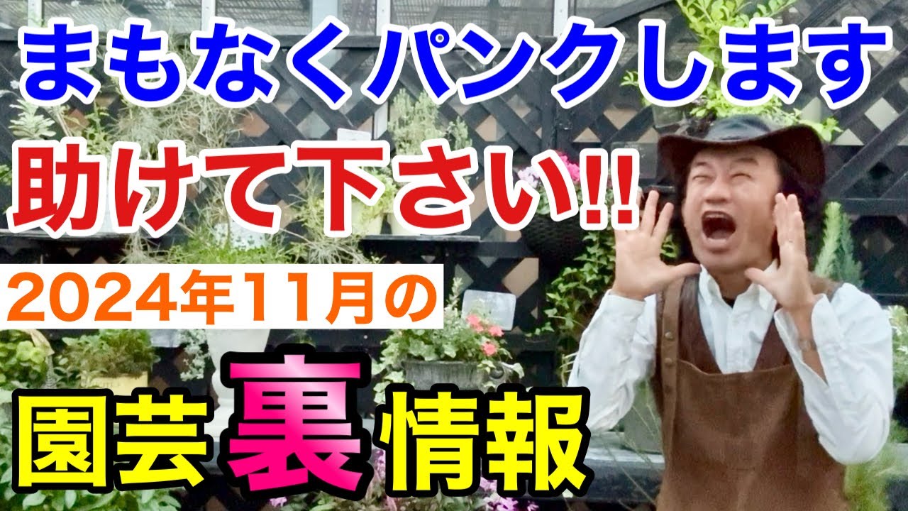【チャンスタイム】11月の植物の入荷量が凄すぎて困ってます。。。【カーメン君】【園芸】【ガーデニング】【初心者】