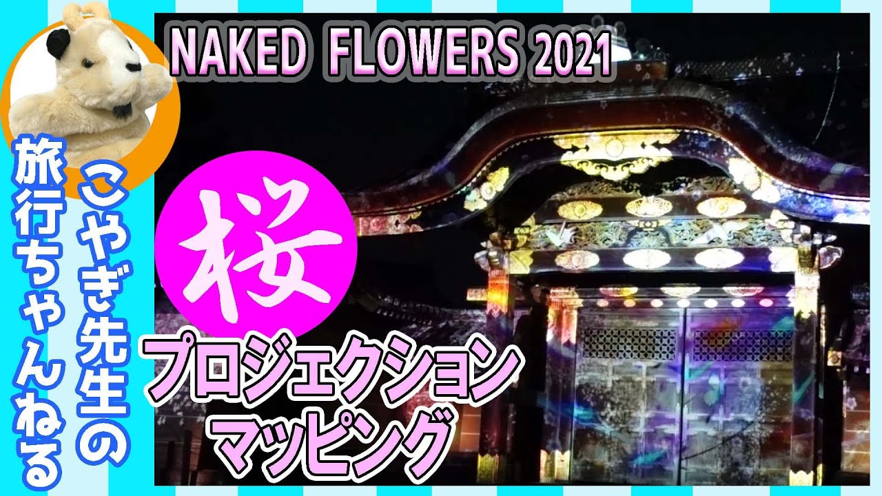 【NAKED FOWERS2021】世界遺産・二条城での夜のイベント!!美しい桜と共演したプロジェクト!!