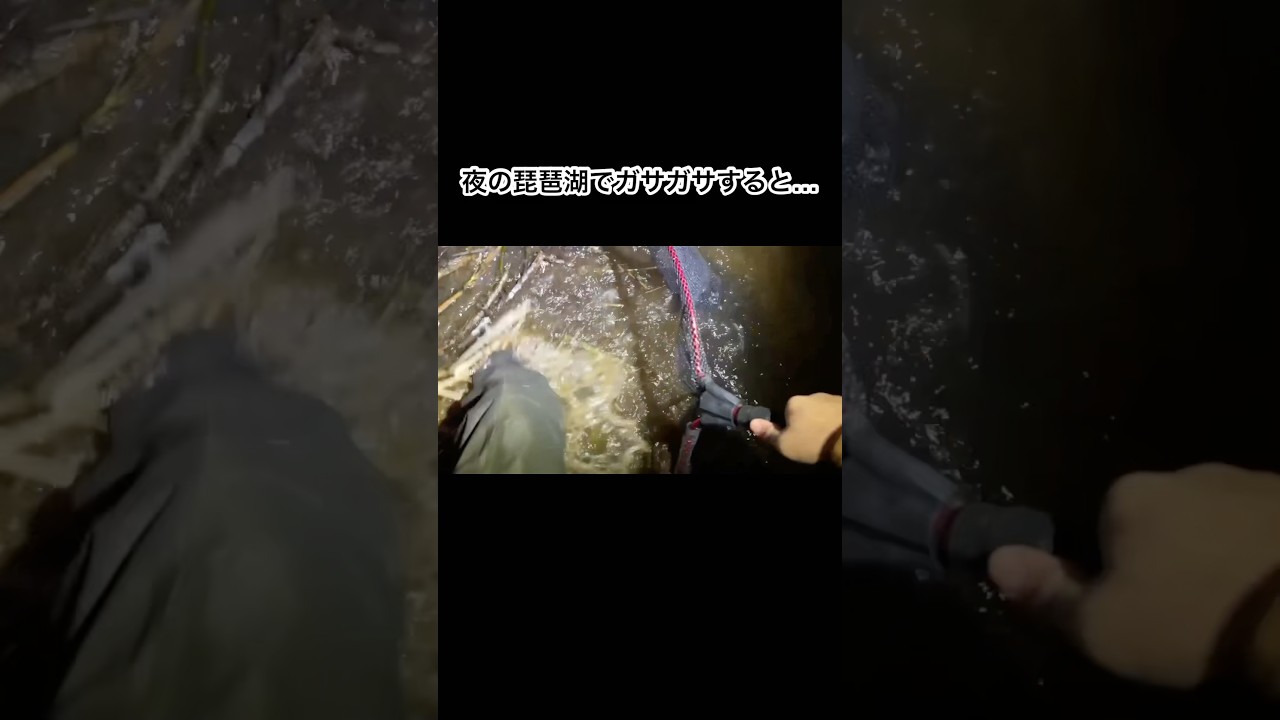 夜の琵琶湖でガサガサすると… #shorts