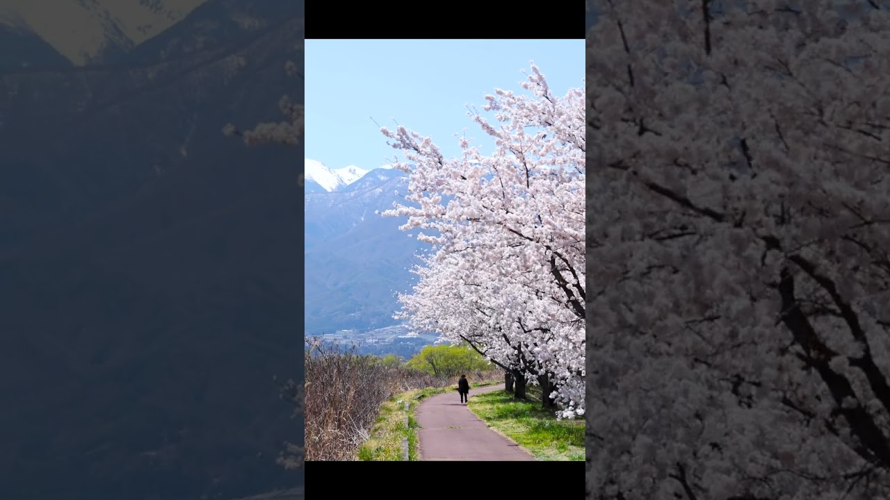 桜吹雪。春の終わり #shorts