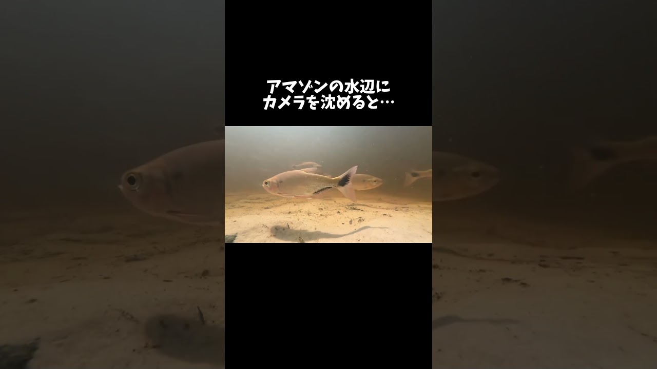 アマゾンにカメラを沈めるとこうなる　#shorts