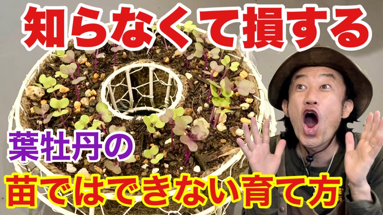 【真似して下さい】葉牡丹を種から育てるとこんな事ができます　　　【カーメン君】【園芸】【ガーデニング】【初心者】