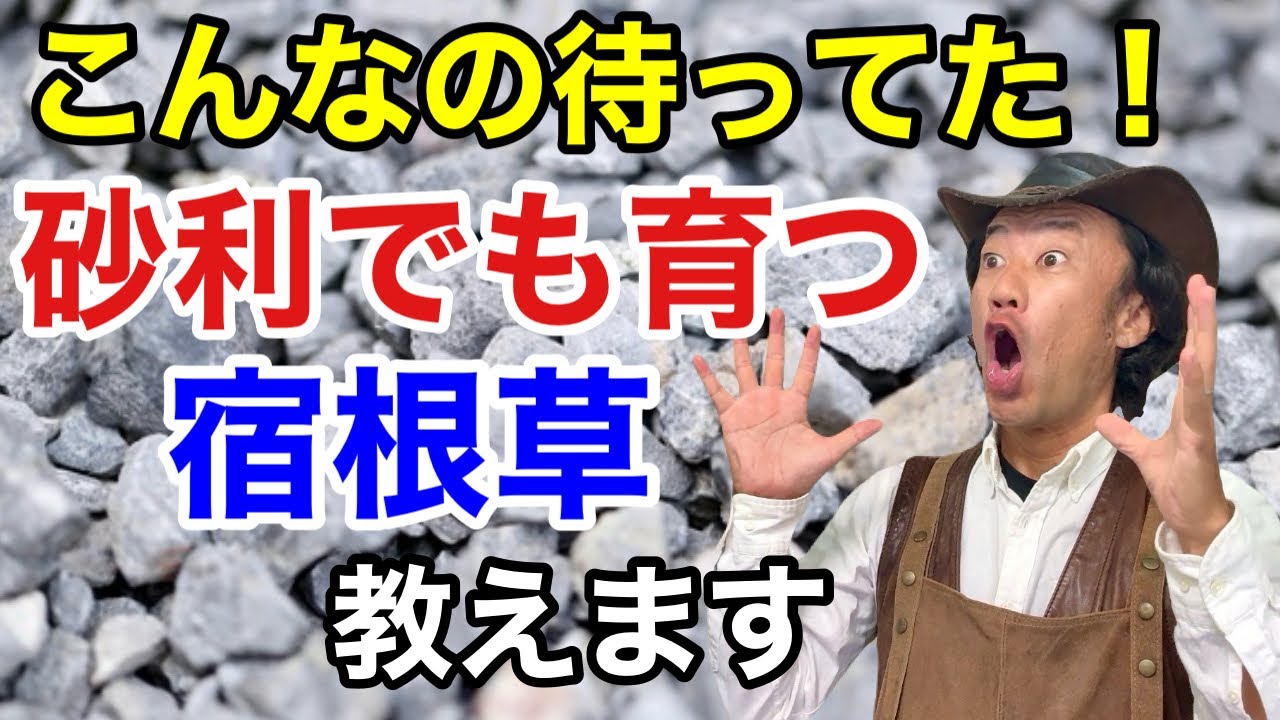 【目からウロコ】あなたのお庭の悩みはこれで解決します　　　【カーメン君】【宿根草】【植え方】【おすすめ】