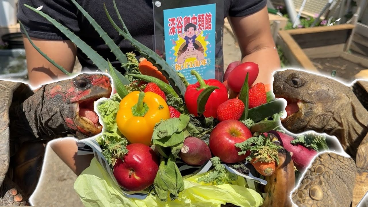 お祝いで貰ったフルーツスタンドを全部カメに食わせる