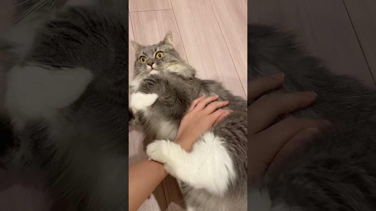 2回目やったら怒られた#shorts