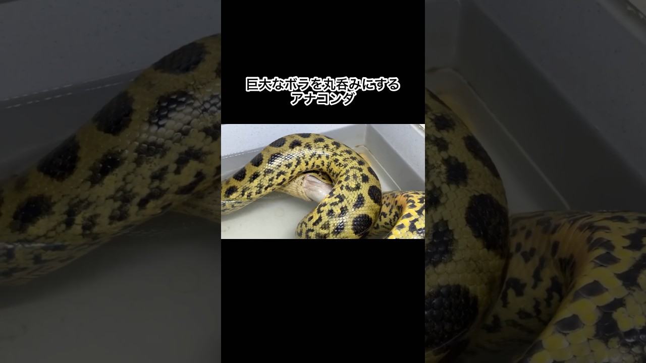 巨大なボラを丸呑みにするアナコンダ　#shorts