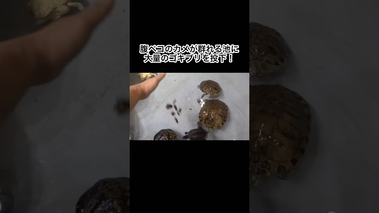 腹ペコのカメが群れる池に大量のゴキブリを投下！　#shorts