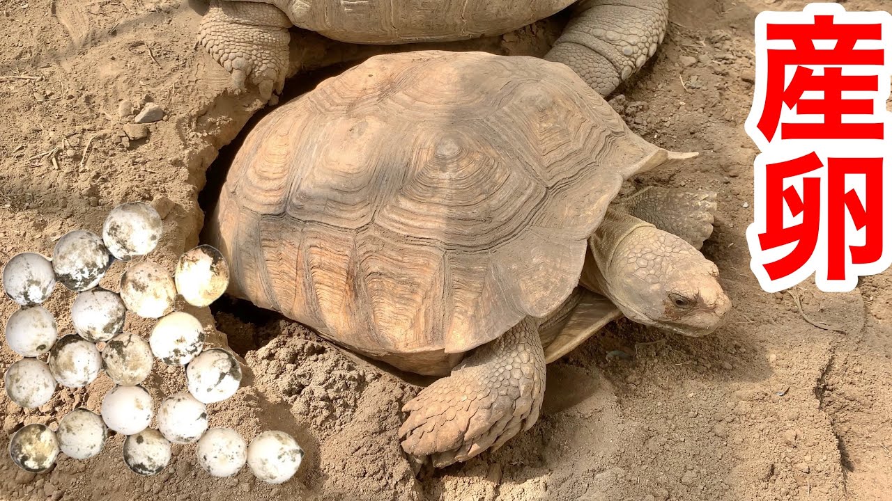 リクガメが大量の卵を産んでくれました