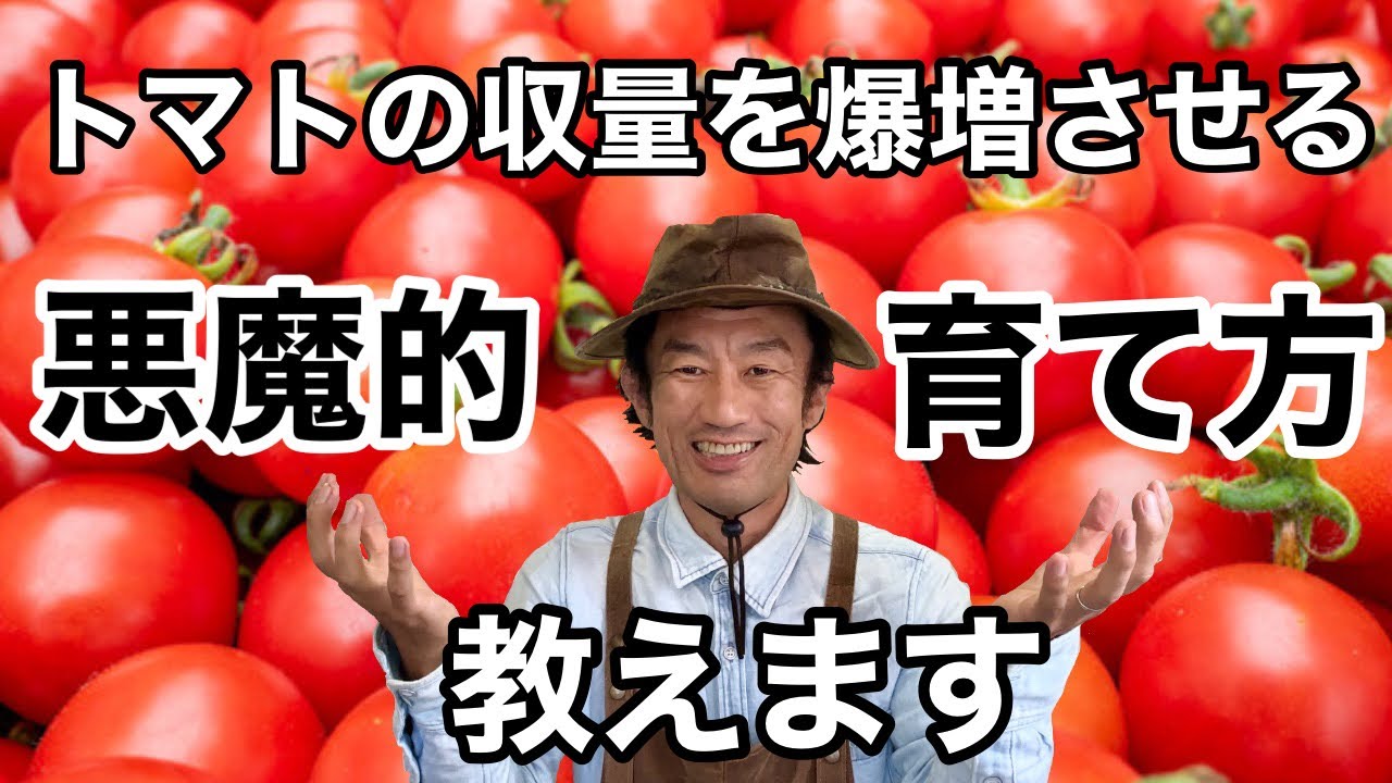 【誰でもできる】トマトの収穫量を簡単に増やす方法教えます　　　【カーメン君】【園芸】【ガーデニング】【初心者】
